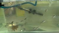Fish Anomaly Detection project thumbnail