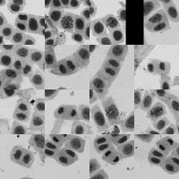 semisynthetic-dataset-mitosis project thumbnail