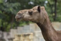 Camel Datasets project thumbnail