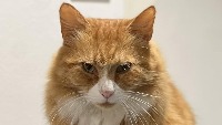 dogs and cats project thumbnail