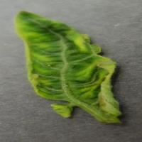Tomato___Tomato_Yellow_Leaf_Curl project thumbnail