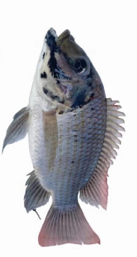 detect Object Detection Dataset and Pre-Trained Model by fish