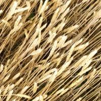 yolo11_wheat_count project thumbnail