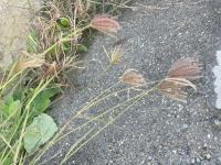 Paddy weed project thumbnail