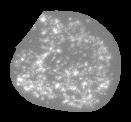 fixed_cells_ts project thumbnail