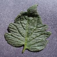 Plant Health Detection project thumbnail