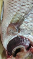 Tilapia Condition project thumbnail