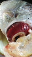 Tilapia Condition project thumbnail