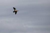 Birds project thumbnail