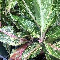 house-plant-species project thumbnail