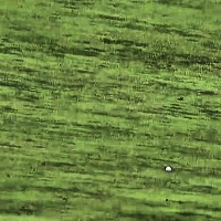 golf project thumbnail