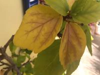 Hibiscus rosa-sinensis project thumbnail