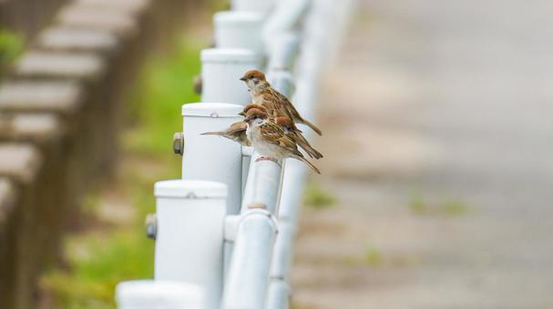 BirdType Object Detection Model by BirdSut