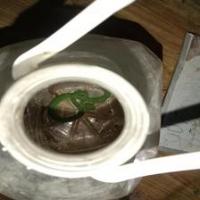 6611425008_Trimeresurus_macrops project thumbnail