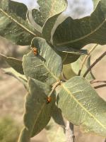 Leaf Detection project thumbnail