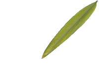 leaf-classification project thumbnail
