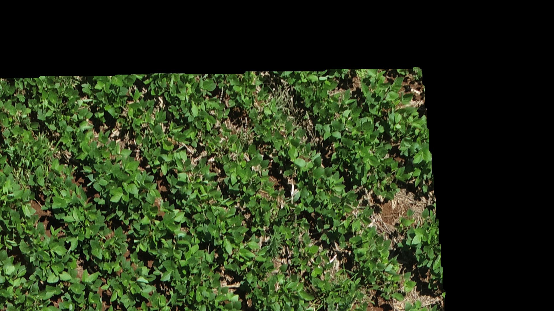 Soybean Weed Detection using UAV Object Detection Model by 343