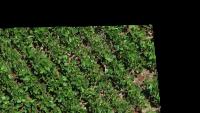 Soybean Weed Detection using UAV project thumbnail