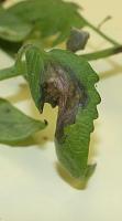 Healthy and Unhealthy Leaves project thumbnail