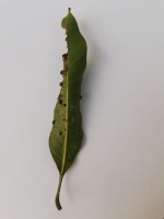 Gall Midge project thumbnail