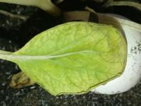 Plants/Leaves project thumbnail