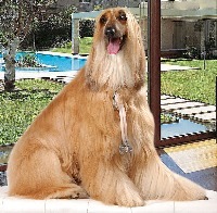 g5-pet-breed-identifier project thumbnail