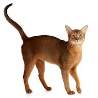 g5-pet-breed-identifier-cat project thumbnail