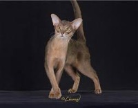 G5-PAW ID project thumbnail