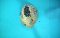 Potato inspection project thumbnail