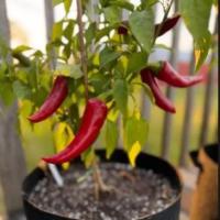 Chilli Leaf Detection project thumbnail