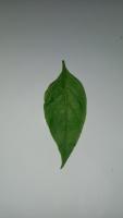 Chilli-Leaf-Health-YOLOv11 project thumbnail