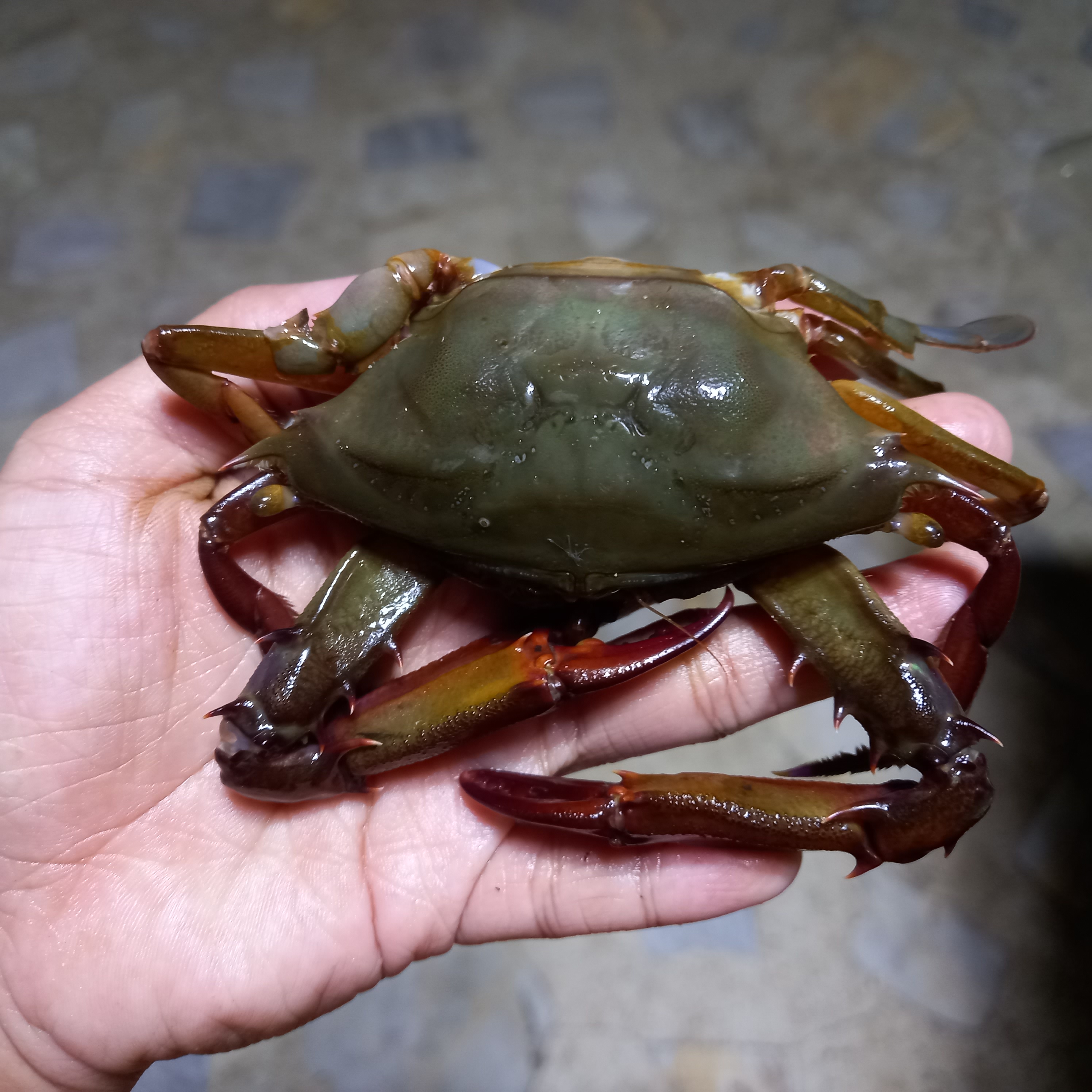 Crab Detection Dataset Object Detection Model by Christine Mae Gallego