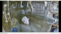 Mice-health project thumbnail