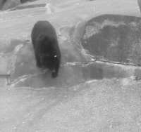 animals-detection project thumbnail