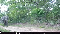 Camera Trap Data v1 project thumbnail