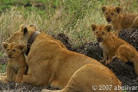 animal_poojha project thumbnail