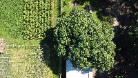 canopy project thumbnail