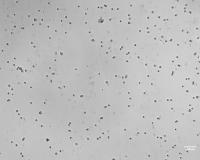 Analyse_Cell_Suspension project thumbnail