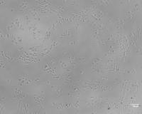 Analyse_Adhered_Cells project thumbnail