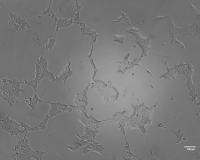 Analyse_Cell_Colonies project thumbnail