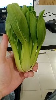 Vege project thumbnail