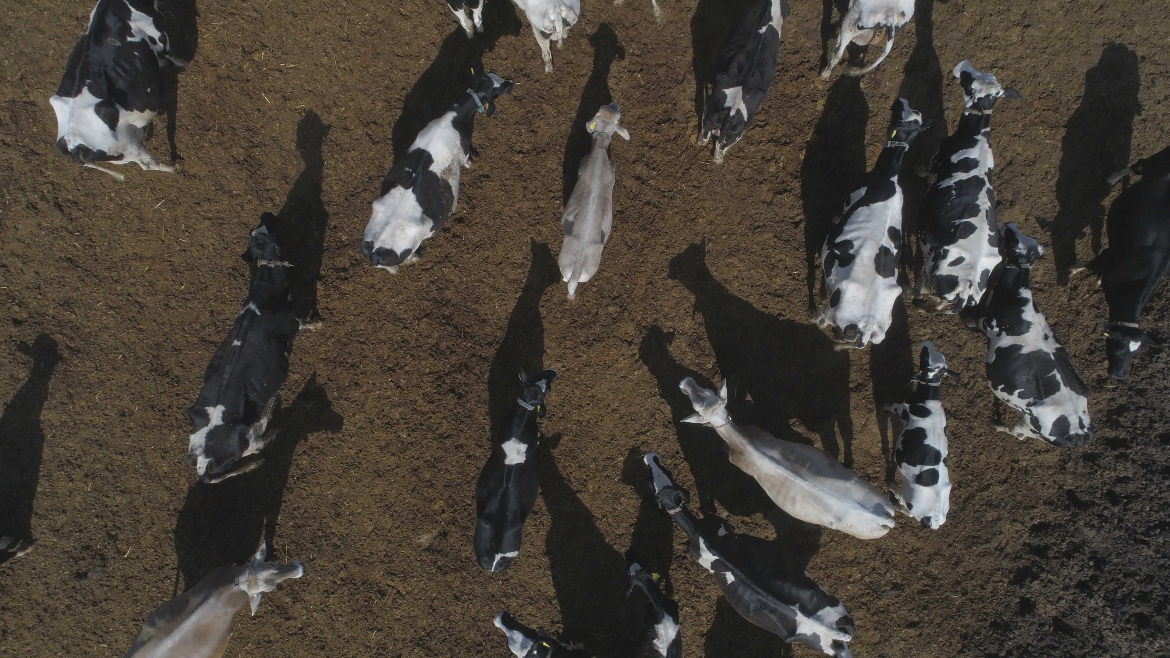 Cow Db count-cow Instance Segmentation Dataset by animalrecognitio
