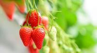 strawberry_segmentation_clean project thumbnail