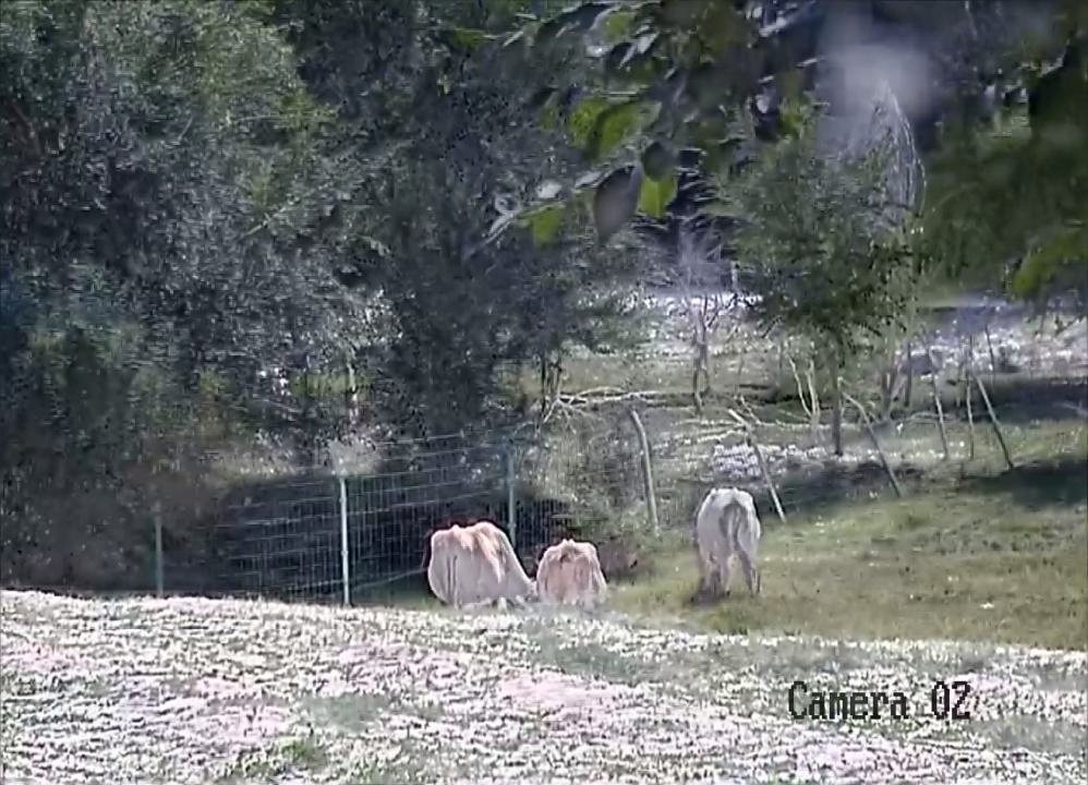 Livestock Object Detection Dataset by cattle and sheep