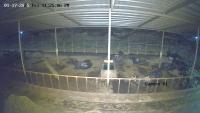 DUP - CARABAO ID project thumbnail