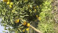 citrus_seg project thumbnail