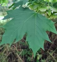 leaf project project thumbnail