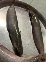 Fish_species_detection project thumbnail