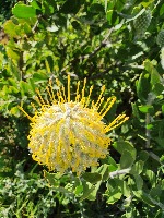 test_fynbos project thumbnail