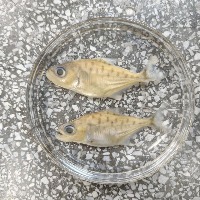 FishMorph project thumbnail